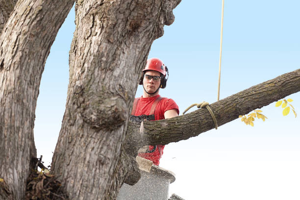 Best Storm Damage Tree Cleanup  in Loughman, FL